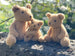 Egmont Toys - Eustache The Bear Small