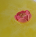 Bomb Cosmetics 24k Marigold Bomb Raw Bath Blaster