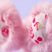 Close-up of pink rabbit ears with floral pattern on a light purple background