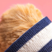 Close-up of bear's paw with a blue and white striped bandage on a pink background