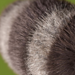 Close-up of gray fur texture