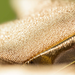 Close-up of a gold textured surface