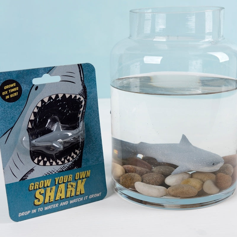 Rex London Grow Your Own Shark Kit , 12cm