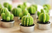 Ancient Wisdom Set of 6 Barrel Cactus Tealights in Gift Box
