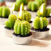 SALE 60% OFF - Ancient Wisdom Set of 6 Barrel Cactus Tealights in Gift Box