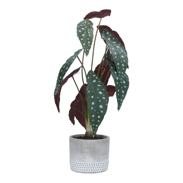 Gisela Graham Faux Spotted Begonia In Pot - Large